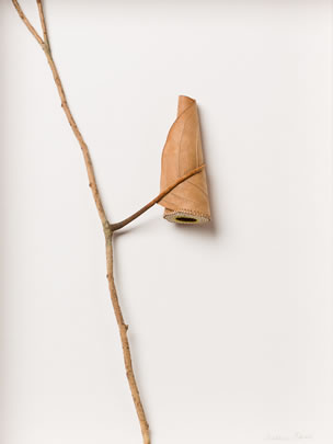 Keep Suzanna Bauer art exhibited at Lemon Street Gallery