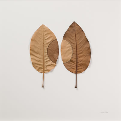 Trans Plant Suzanna Bauer art exhibited at Lemon Street Gallery