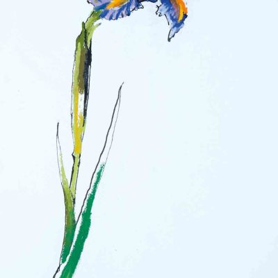 Barrie Cook for Lemon Street Gallery Iris 4, 2015