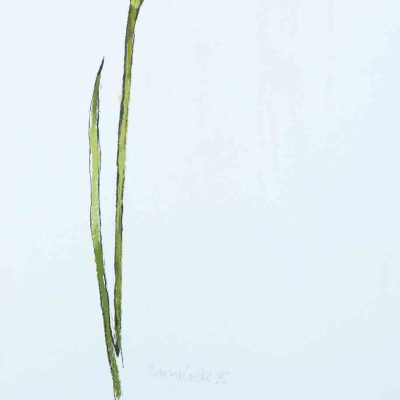 Barrie Cook for Lemon Street Gallery Iris 1, 2015