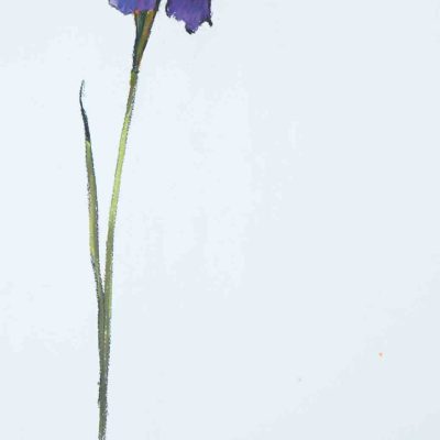 Barrie Cook for Lemon Street Gallery Iris 3, 2015