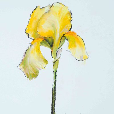 Barrie Cook for Lemon Street Gallery Yellow Iris, 2015