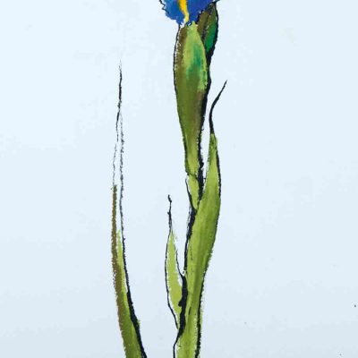 Barrie Cook for Lemon Street Gallery Iris 2, 2015