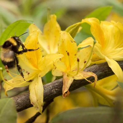Sculpture at Withiel Garden, Cornwall from LSG