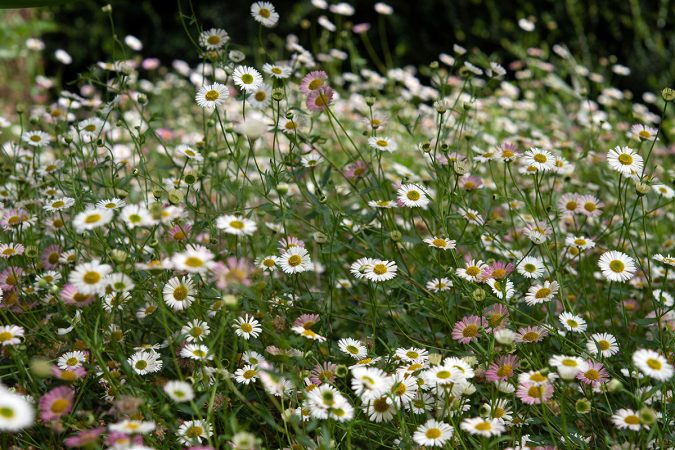 Emily Whitfield-Wicks close-up photo of a field of daisys in pinks and whites.