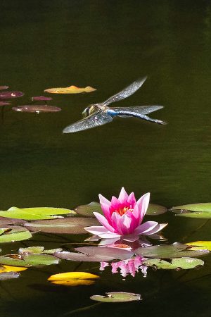 Withiel Grounds, dragonfly