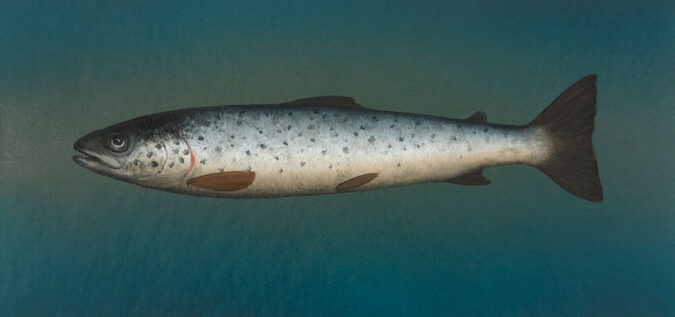 Donald Provan,Sea Trout, oil on panel 18x5x39cm